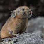 image for Young Japanese Pika Sticking Its Tongue Out