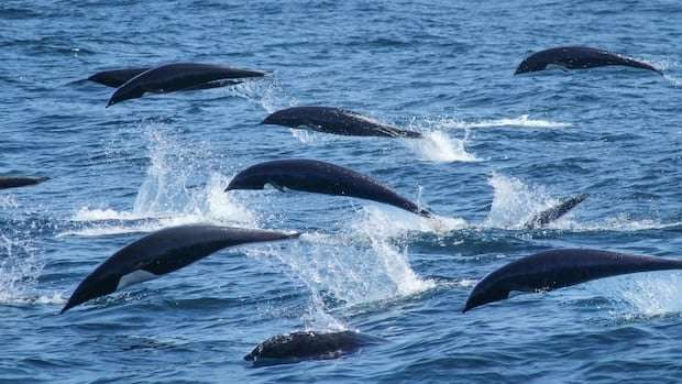 image for Captain 'lost for words' after witnessing a super pod of more than 2,000 dolphins