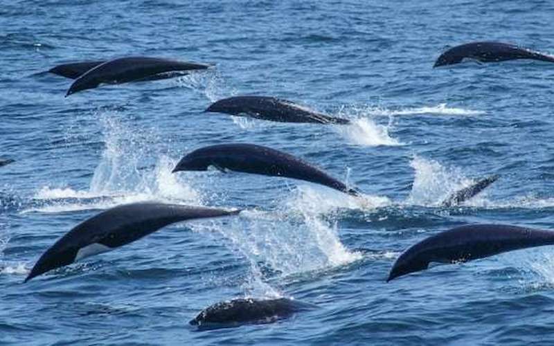 image for Captain 'lost for words' after witnessing a super pod of more than 2,000 dolphins