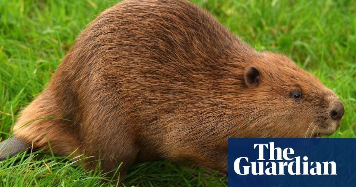 image for Beaver releases into wild to be allowed in England for first time in centuries
