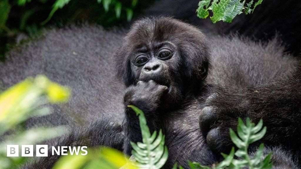 image for Nations salvage funding deal to reverse wildlife decline