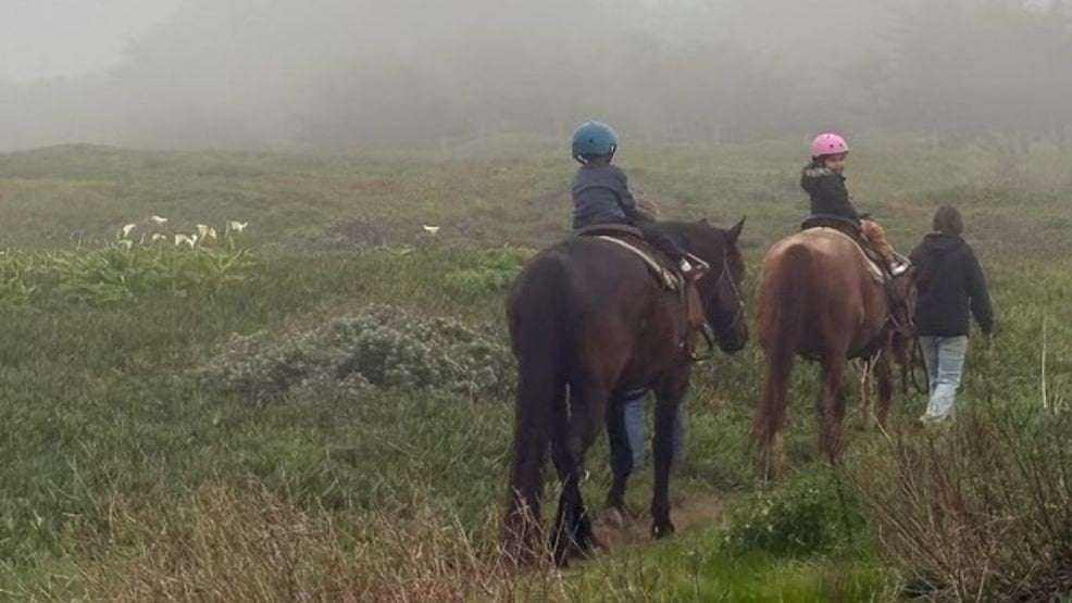 image for Woman arrested for pulling horse's tail, causing boy to fall, caught by camera in Bay Area