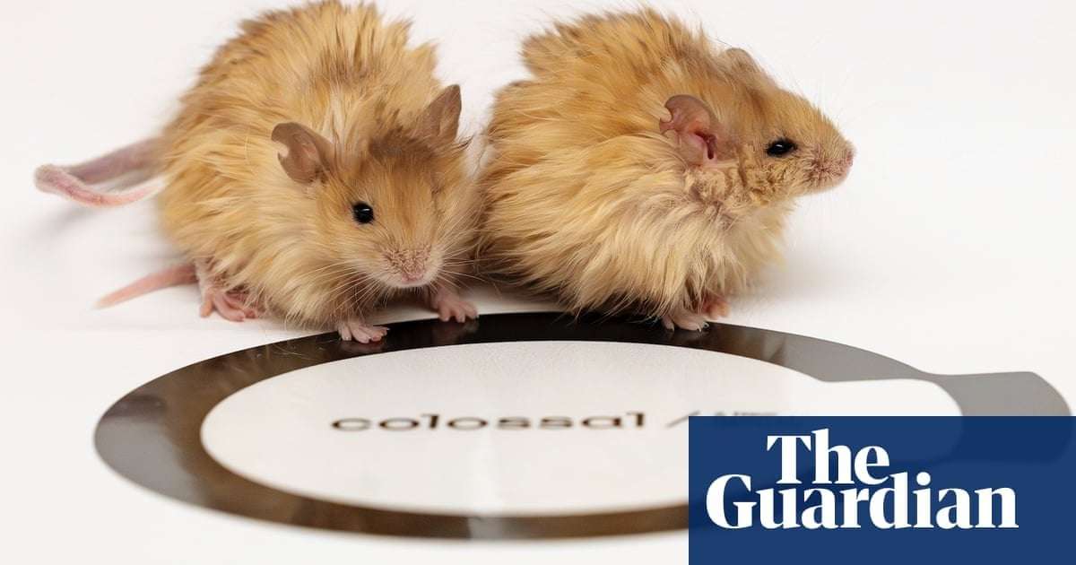 image for Scientists aiming to bring back woolly mammoth create woolly mice