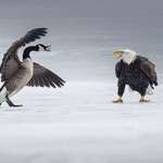 image for Fight between bald eagle and Canada goose in Burlington bay. Very Symbolic