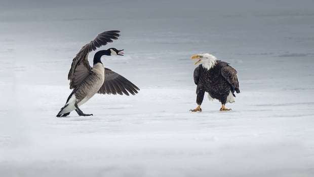image for Fight between bald eagle and Canada goose in Burlington bay 'very symbolic,' says photographer