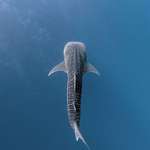 image for Whale Shark, Philippines.