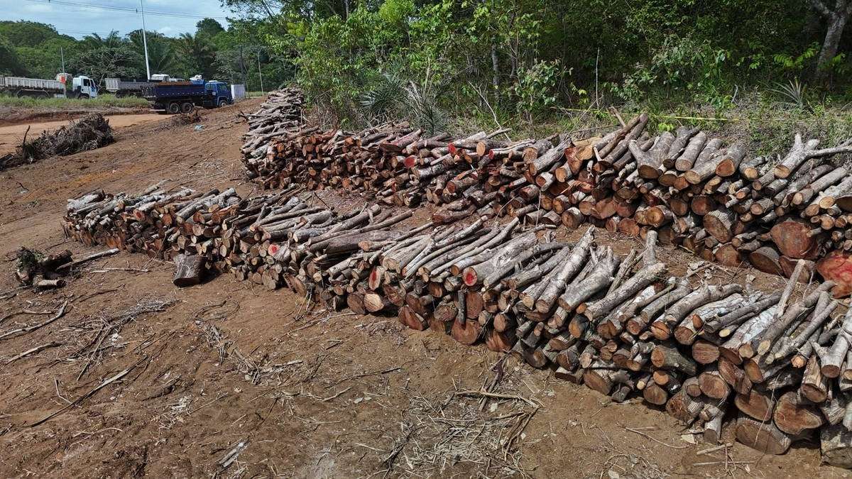 image for Eight miles of Amazon rainforest cut down to build four-lane highway for COP 30 climate summit