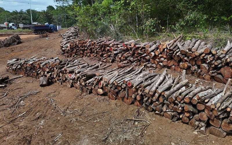 image for Eight miles of Amazon rainforest cut down to build four-lane highway for COP 30 climate summit