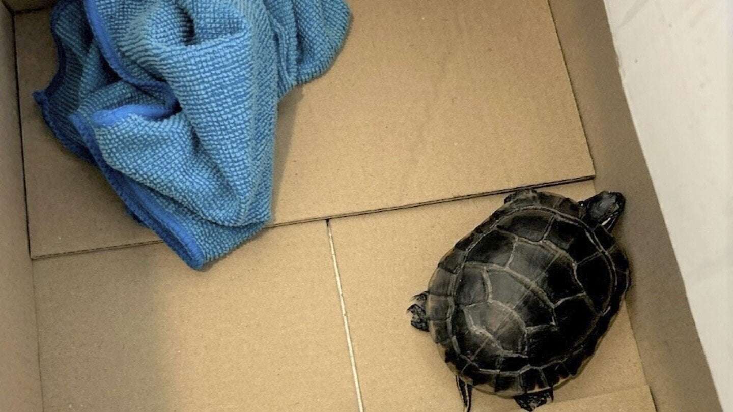 image for Man found with a live turtle concealed in his pants by TSA at a New Jersey airport