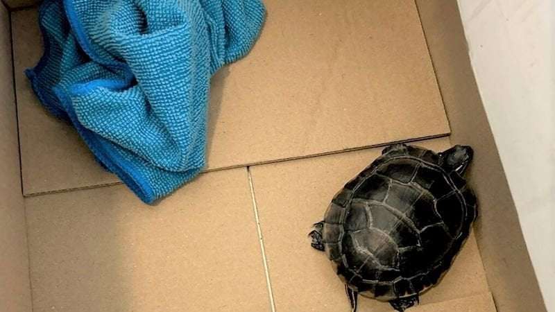 image for Man found with a live turtle concealed in his pants at a New Jersey airport