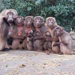 image for Gelada family at the Blijdorp zoo in Rotterdam.