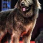 image for Most expensive dog just sold for 5.7M.