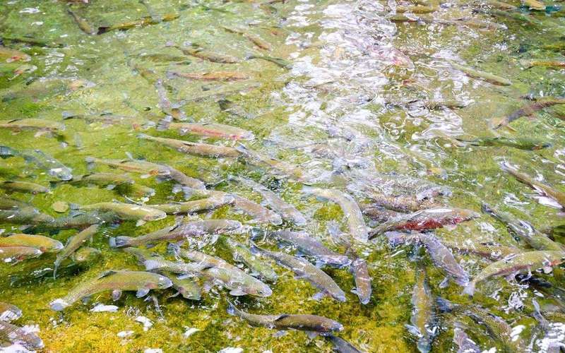 image for Scientists witness unexpected changes in rivers after knocking down dams: 'We didn't even know there was [one] there'