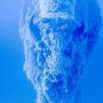 image for Bison at -35 degrees. Yellowstone National Park, USA. 📸: Tom Murphy