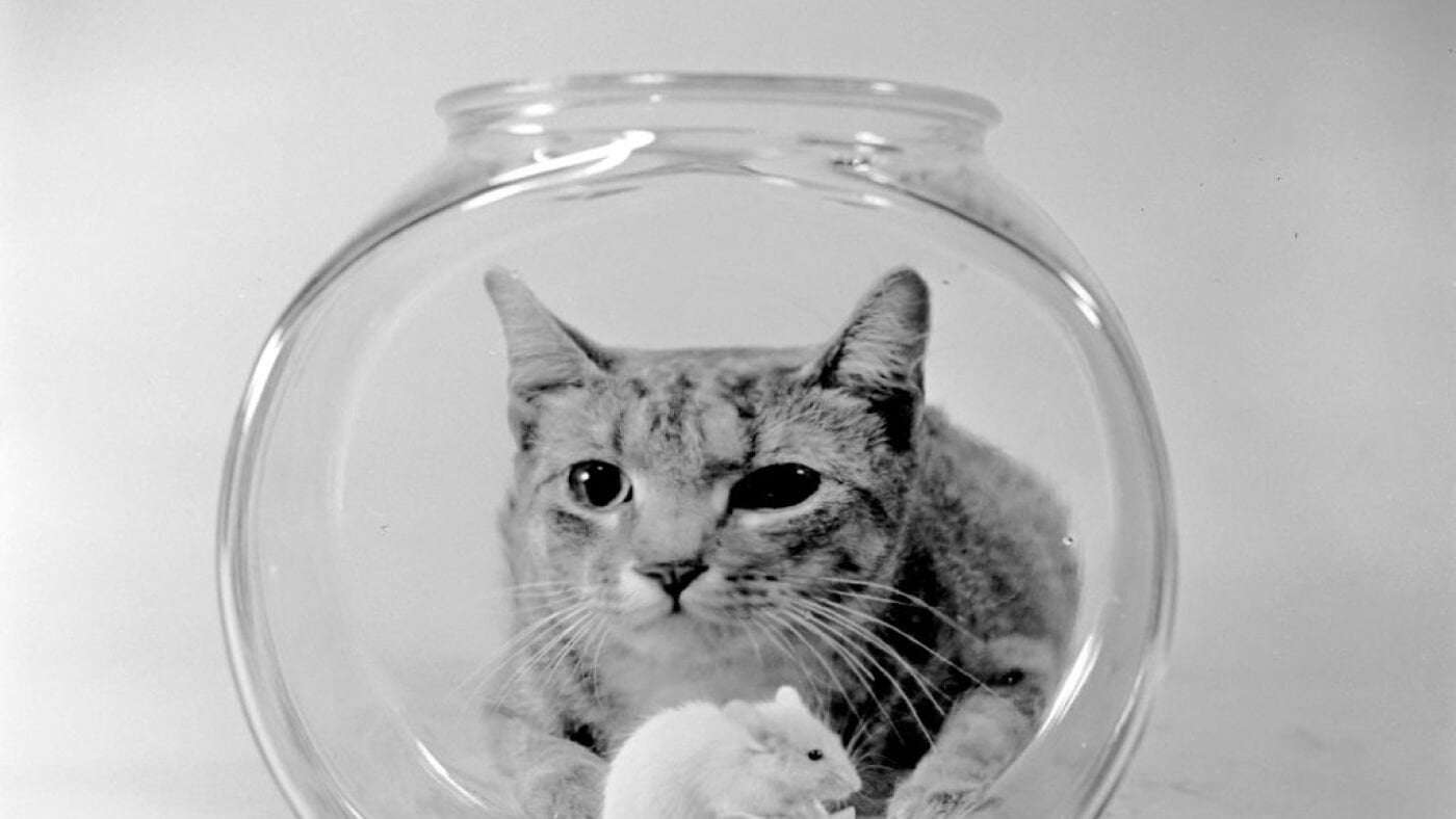 image for These scientists are building a cat database to understand why they act like that