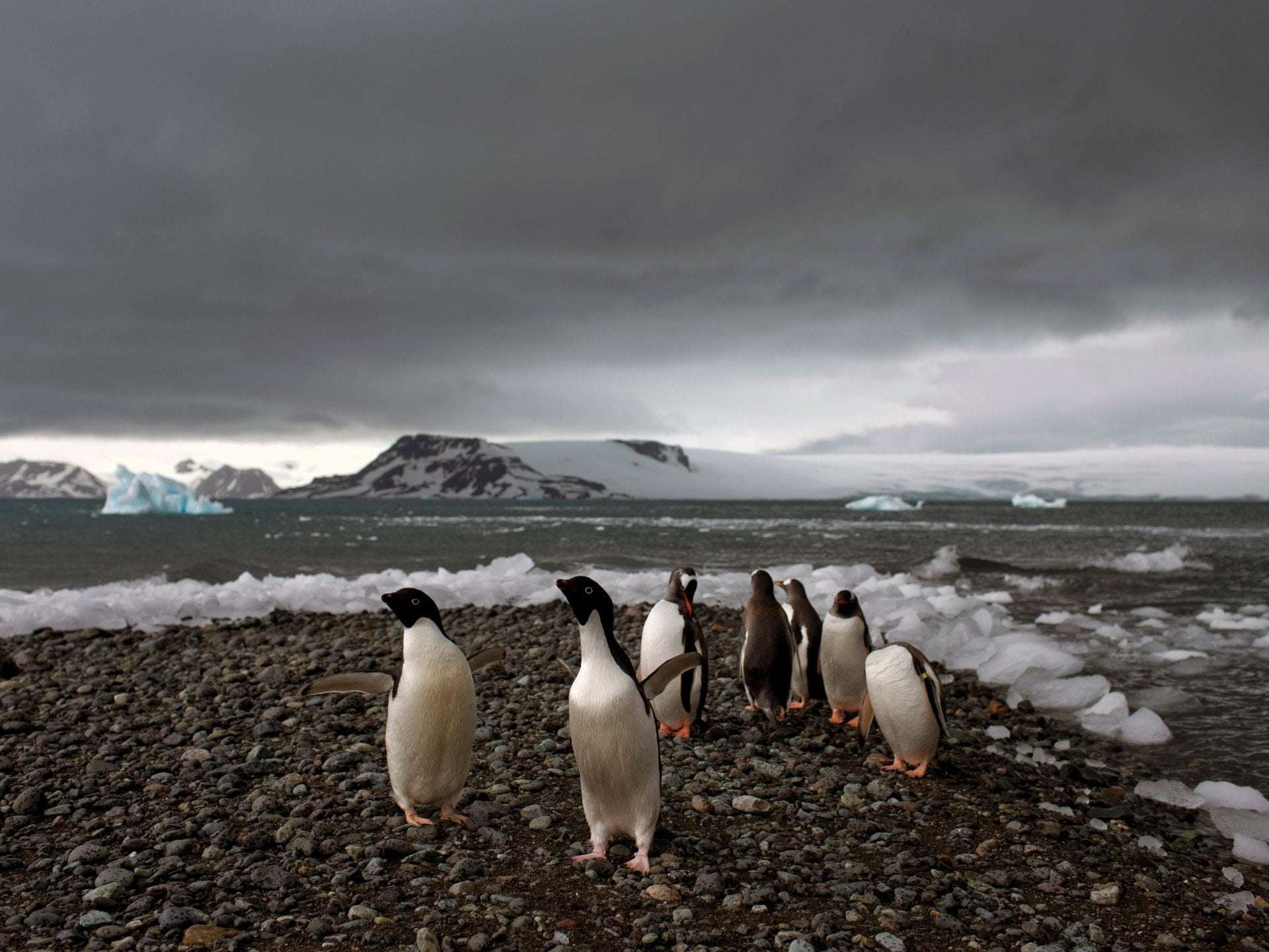 image for South Africa’s Antarctica base hit by assault claims: What happened?