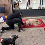 image for Street artist working on a sand sculpture of a dog