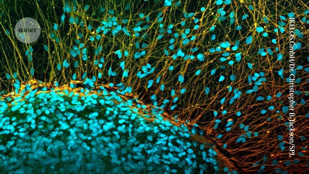 image for Paralysed man stands again after receiving ‘reprogrammed’ stem cells