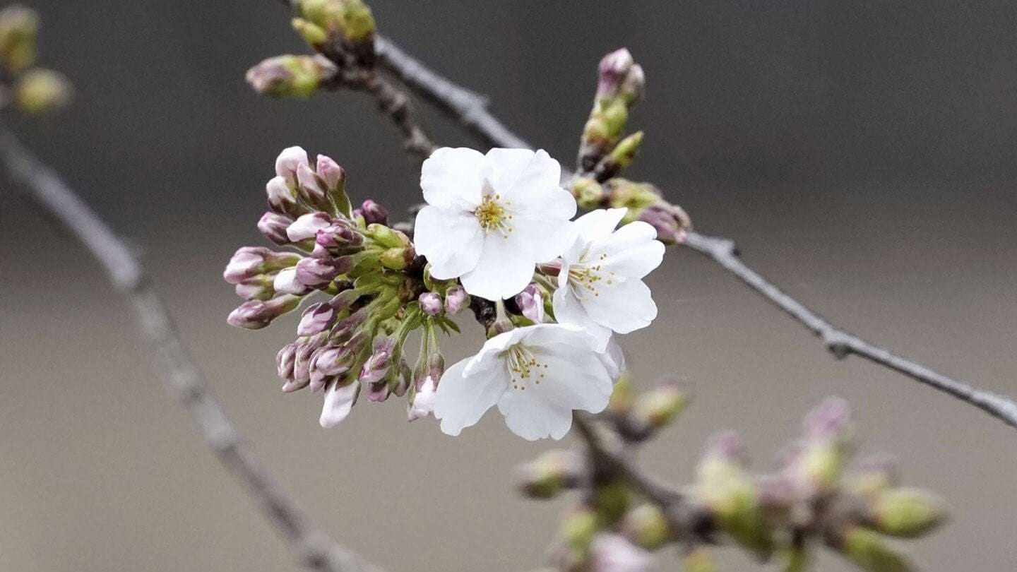 image for Japan’s cherry blossom season begins as first blooms appear in Tokyo