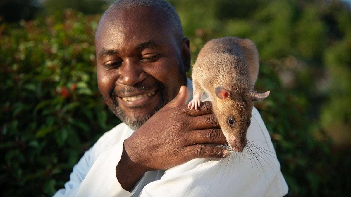 image for Carolina the giant rat retires as a hero after saving many lives