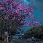 image for Cherry blossom