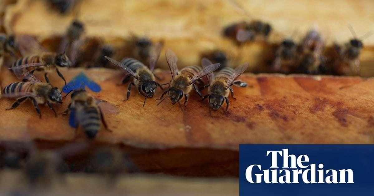 image for US honeybee deaths hit record high as scientists scramble to find main cause