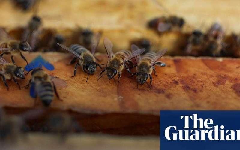 image for US honeybee deaths hit record high as scientists scramble to find main cause