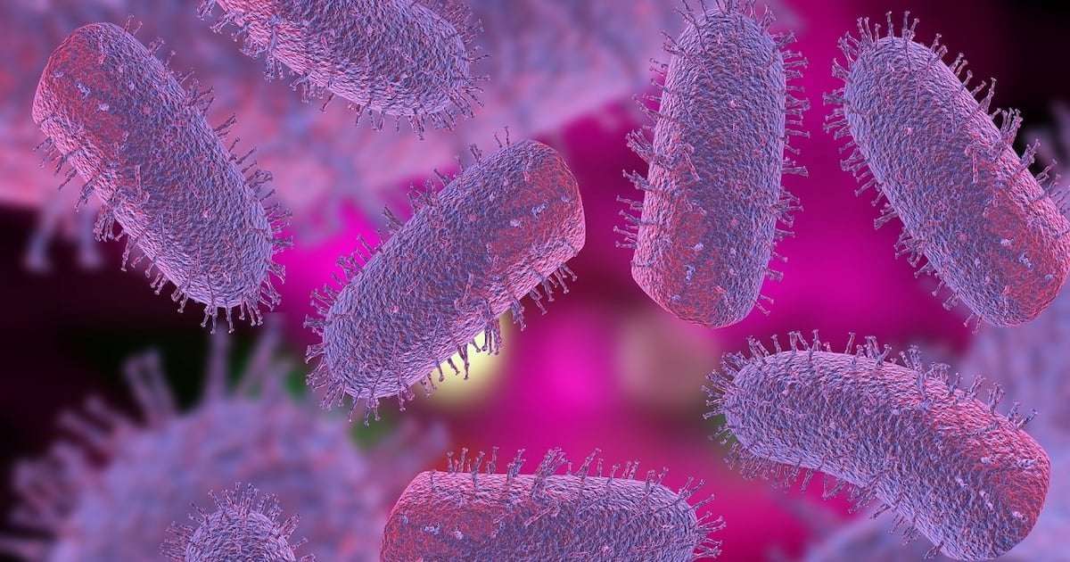 image for Person dies of rabies after contracting virus from organ transplant