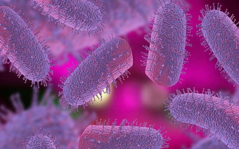 image for Person dies of rabies after contracting virus from organ transplant