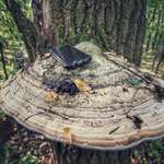 image for A giant mushroom in Chernobyl with a phone for scale.