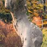 image for This tree almost looks like a beautiful lady