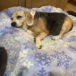 image for Today we said goodbye to our little girl of 15 years.