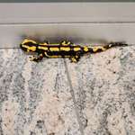 image for Just found a weird looking lizard in a public hallway.
