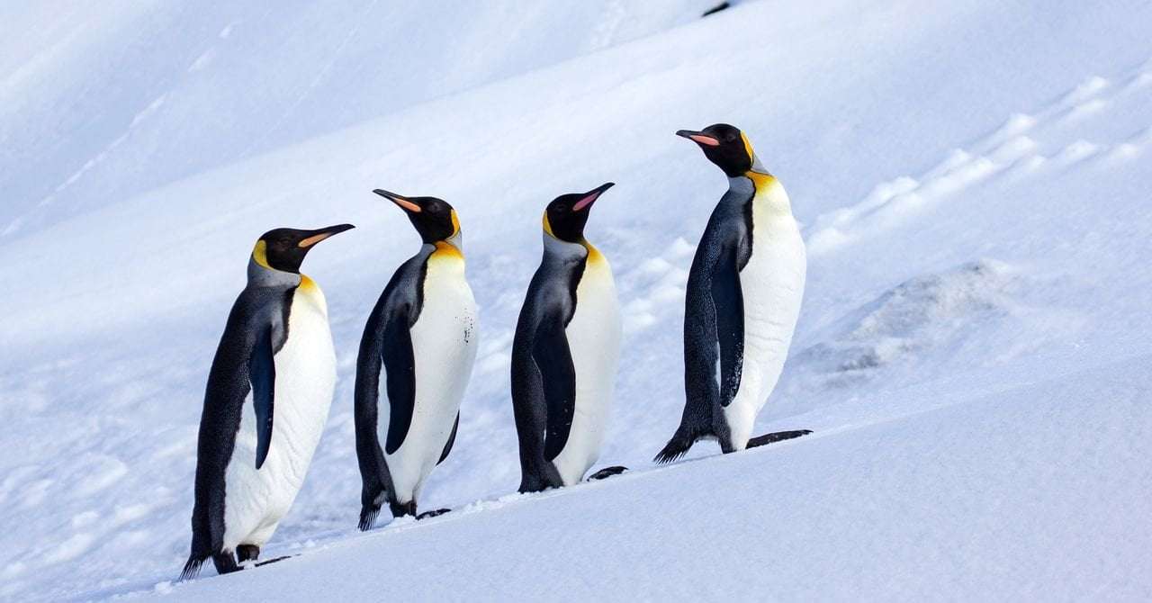 image for Trump Tariffs Hit Antarctic Islands Inhabited by Zero Humans and Many Penguins