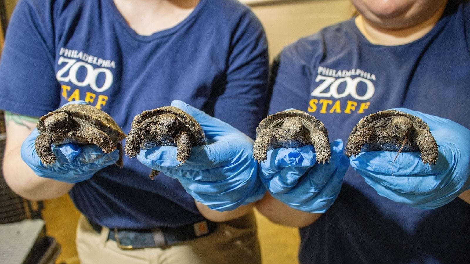 image for Zoo's oldest resident becomes 1st-time parent, welcomes 4 baby tortoises