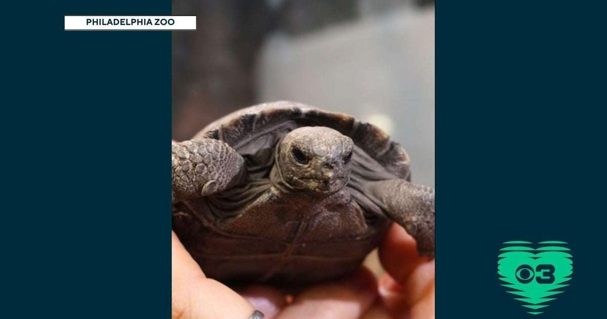 image for Galapagos tortoises at Philadelphia Zoo become first-time parents at nearly 100 years old