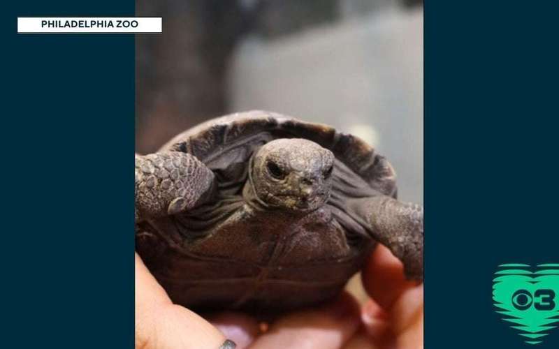 image for Galapagos tortoises at Philadelphia Zoo become first-time parents at nearly 100 years old