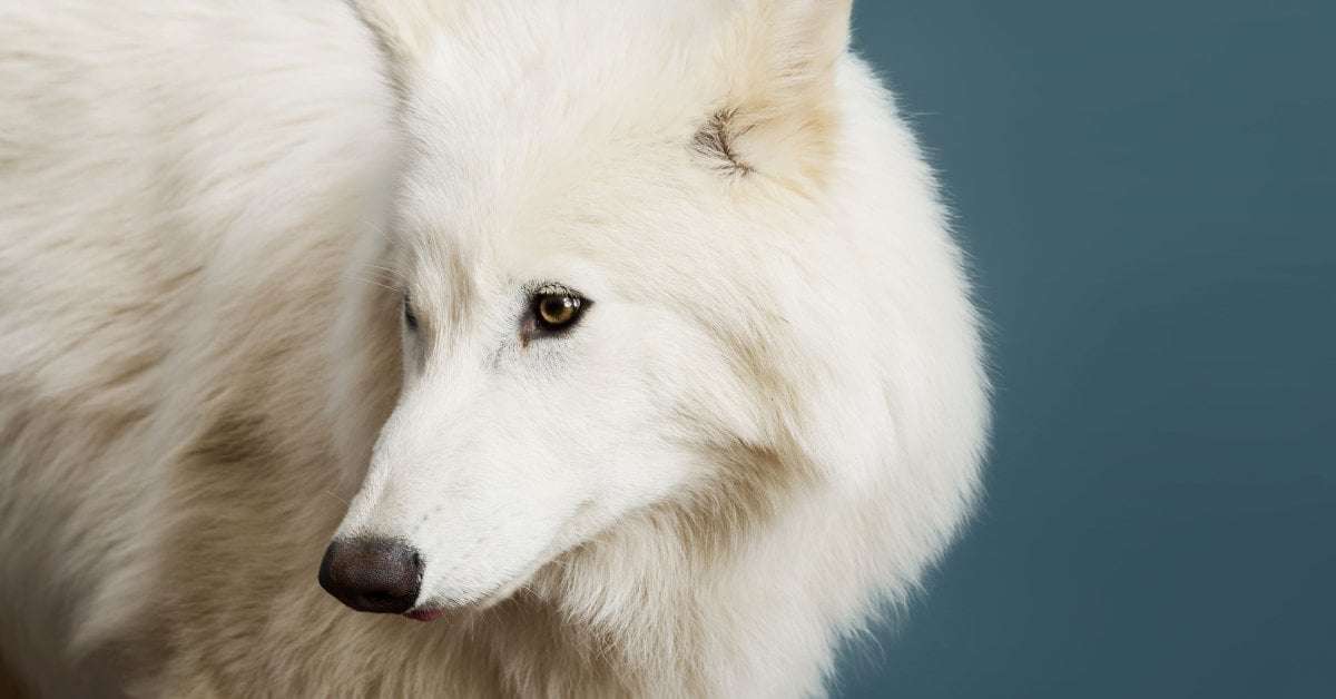 image for The Return of the Dire Wolf