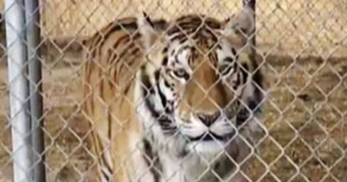 image for Nevada man arrested after 7 'emotional support' tigers are seized from his home