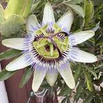 image for A flower in my backyard