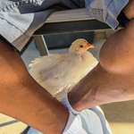 image for [OC] Our chicken “Sophie”, chilling on my Dad’s legs