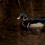 image for [OC] This wood duck chilled with me for probably 15 minutes. This is my favorite shot.