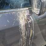 image for A mythical creature relieved itself on my car