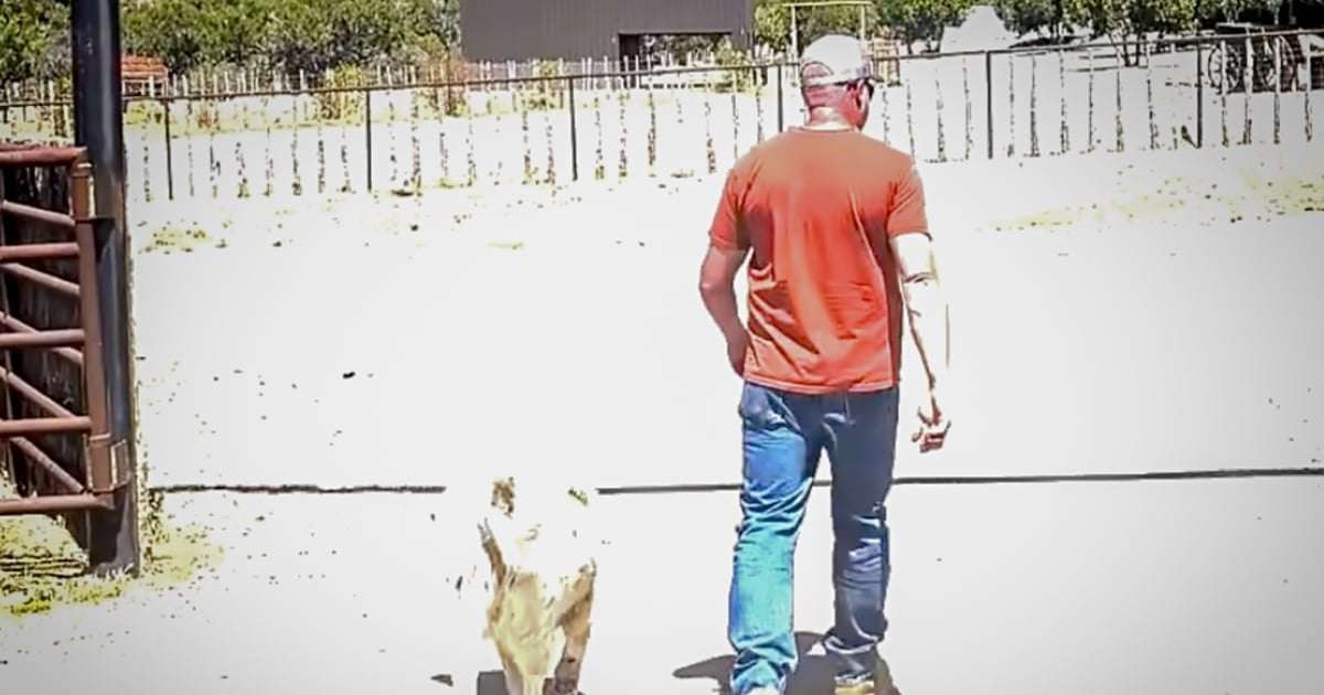 image for Missing toddler who walked 7 miles alone through Arizona wilderness led to safety by rancher's dog