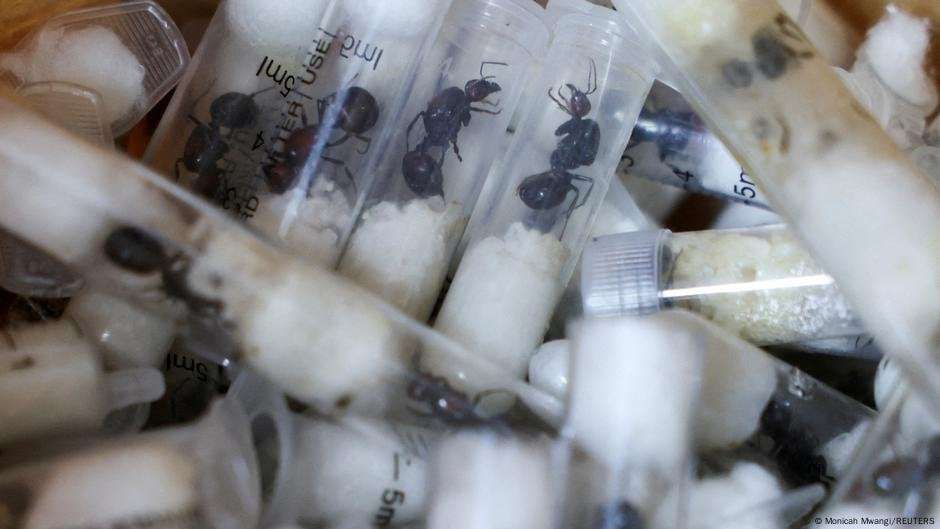 image for Kenyan court tries Belgian teens on ant smuggling charges – DW – 04