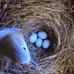 image for Bluebird laid one egg, every morning, for four days. Easter was #4 and now she's incubating them.