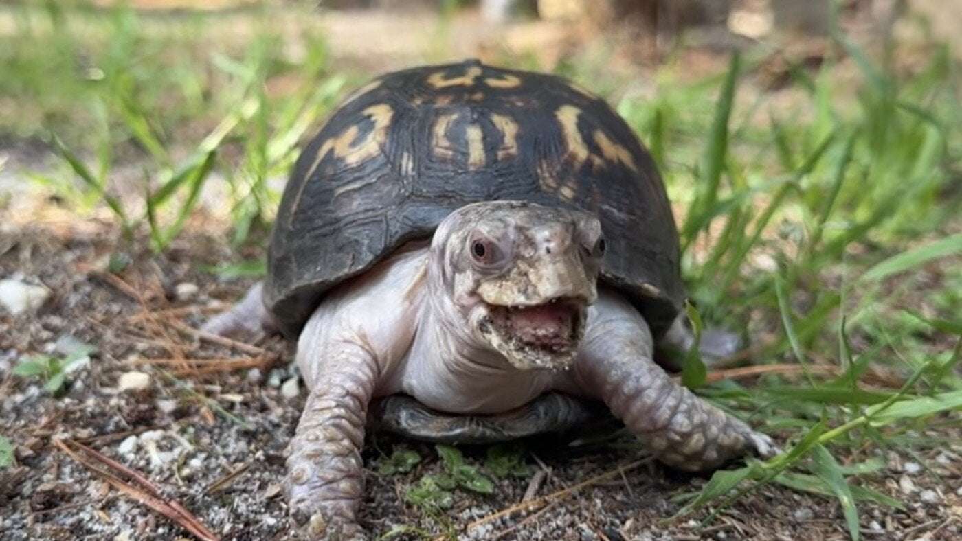 image for After nearly 50 years cooped up inside, Rockalina the turtle finds the great outdoors