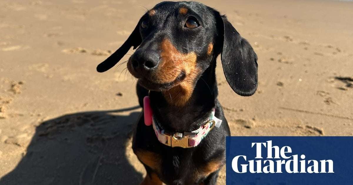 image for Valerie the dachshund is found safe and well after 529 days on the run on South Australian island