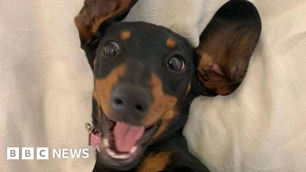 image for Mini dachshund Valerie rescued after being lost in Australian wilderness