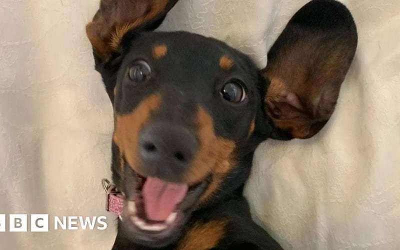 image for Mini dachshund Valerie rescued after being lost in Australian wilderness